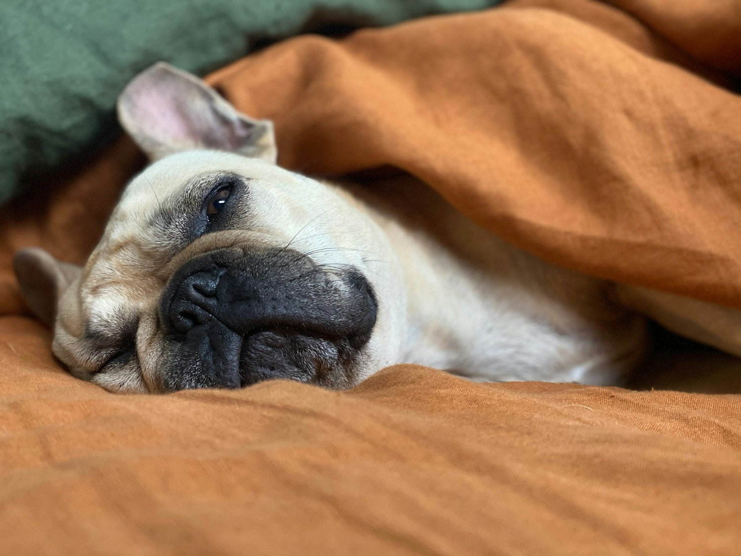 If your dog sleeps in your bed, read this!