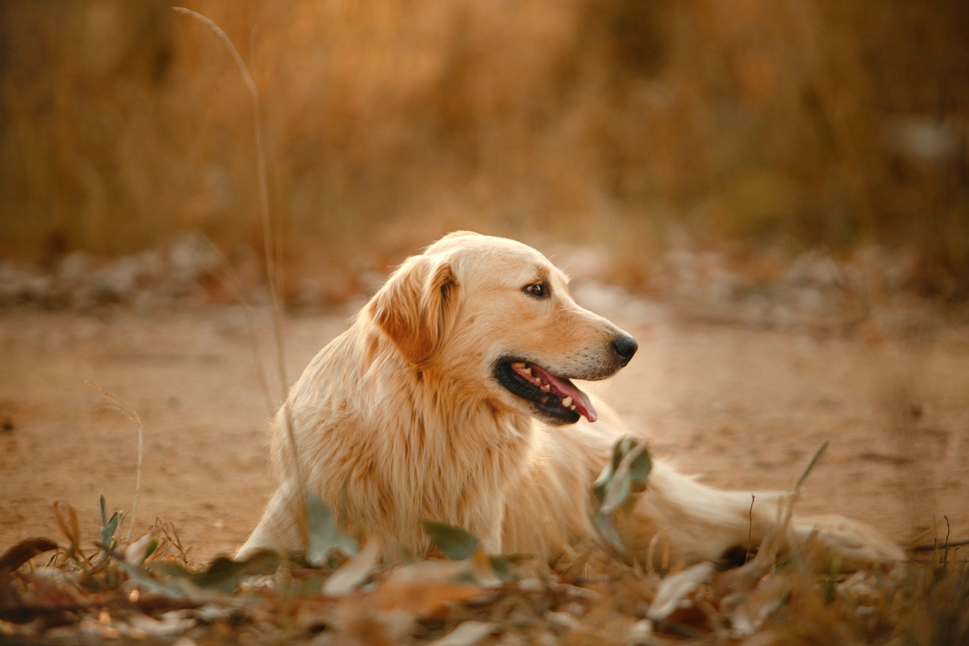 Natural Dog Conditioners
