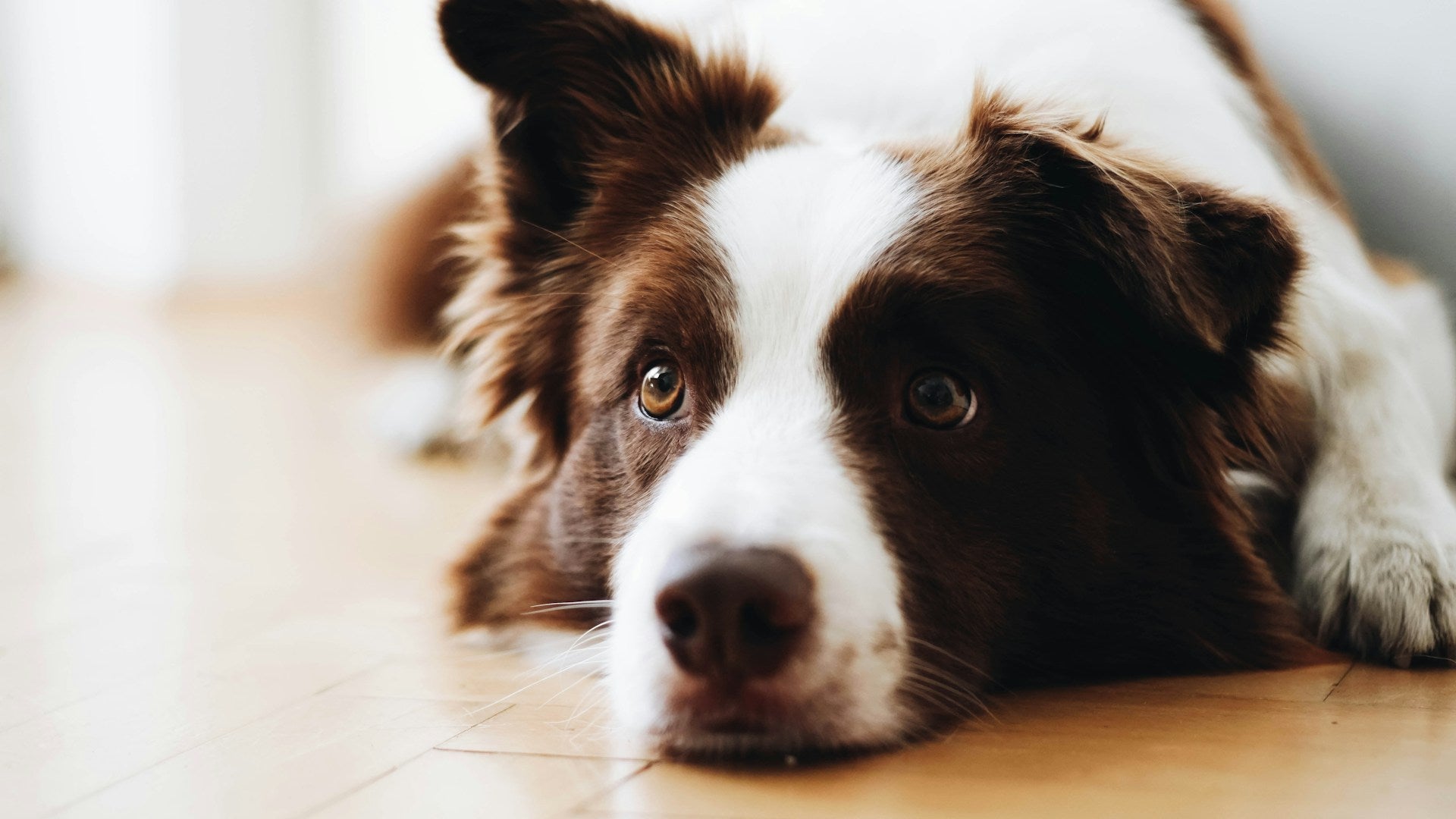 Visual Reference: Natural Canine Grooming Products By Eco Dog Made In New
