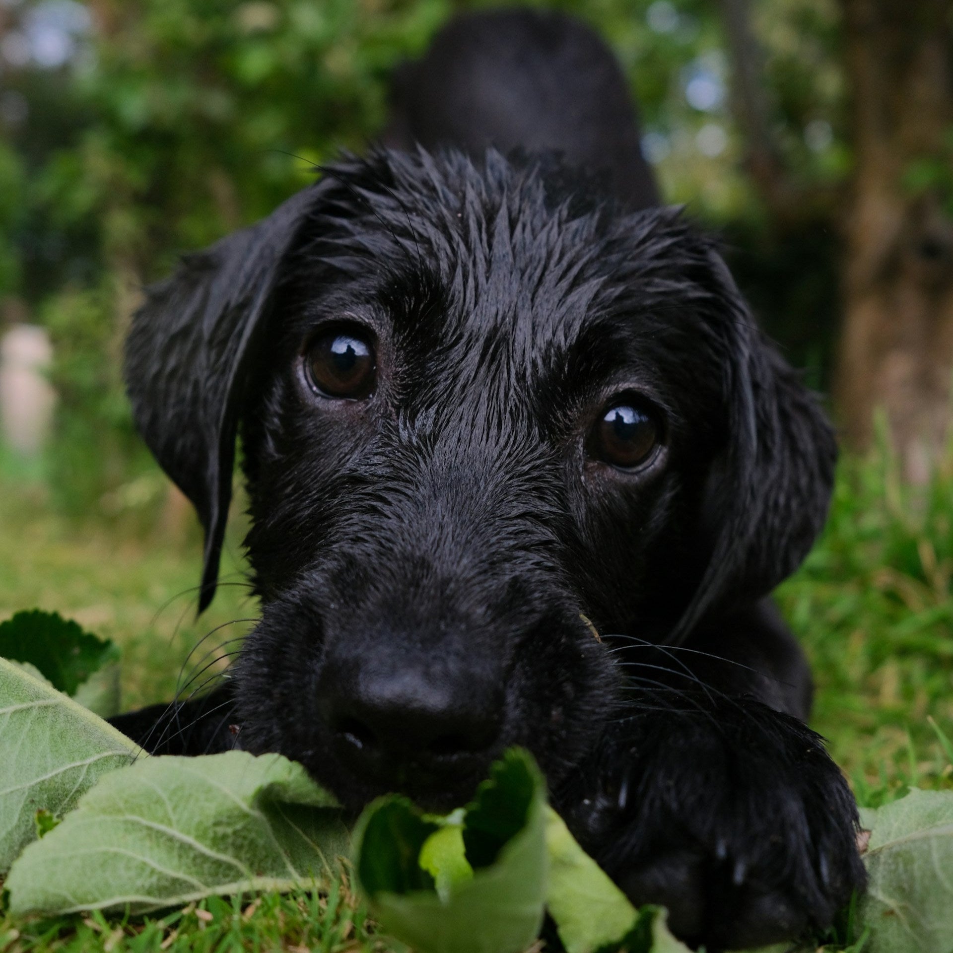 Refill Whiff Away Dog Spray
