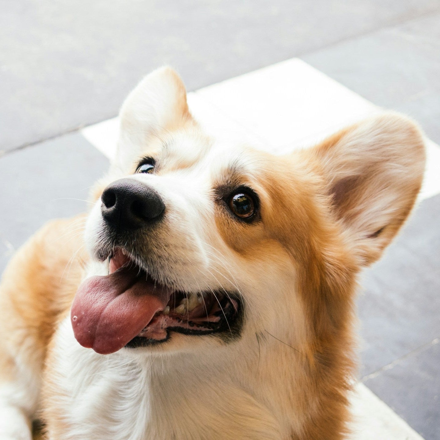 Deep Clean & Dog Shine Bundle