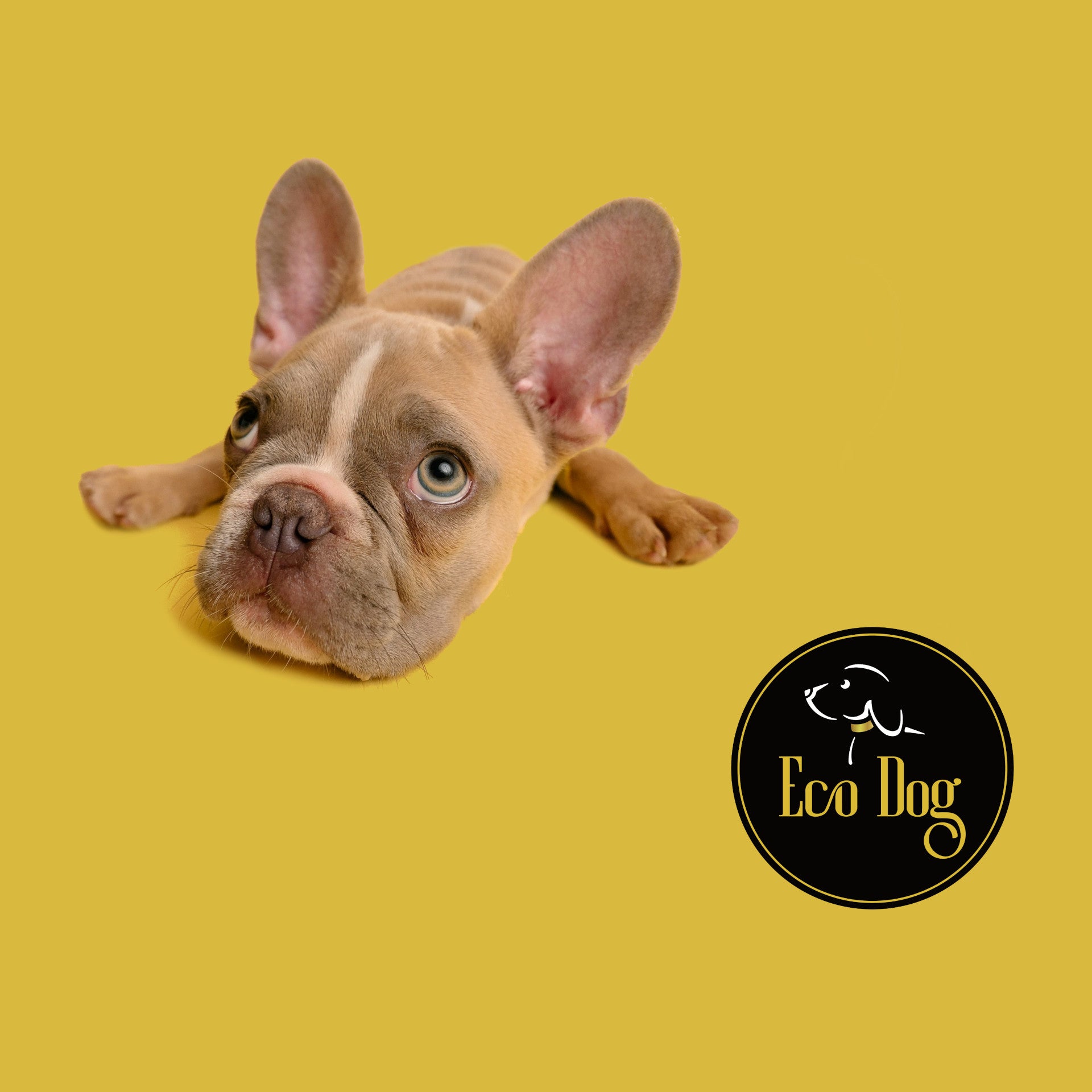 Eco Dog Gift Card
