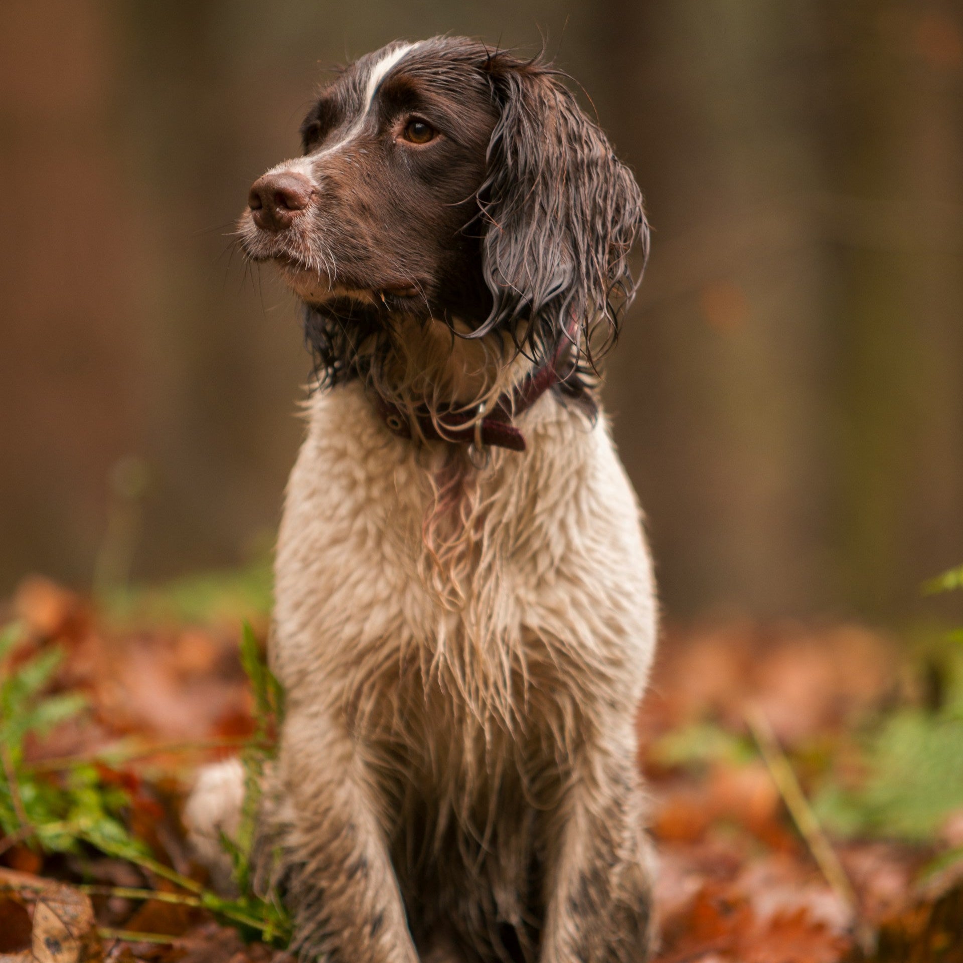 Whiff Away Dog Spray