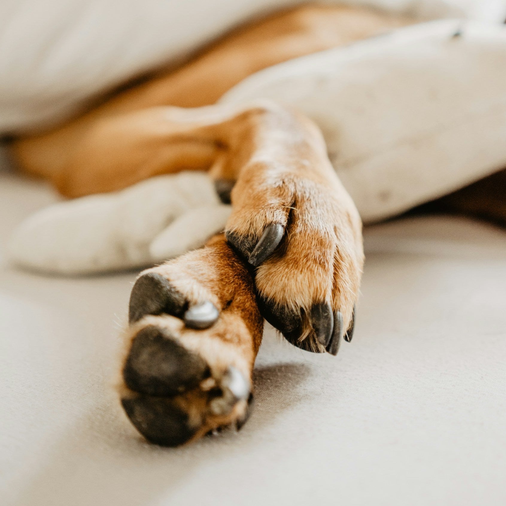 Snozz & Paw Natural Balm