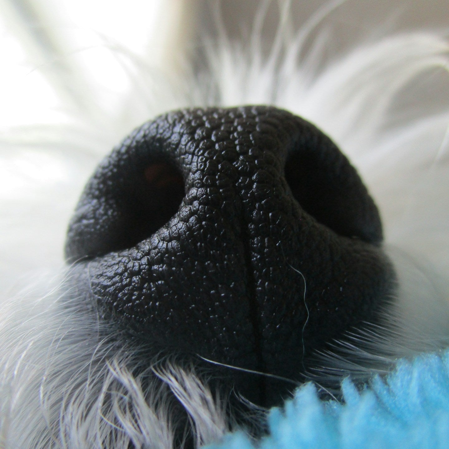 Snozz & Paw Natural Balm