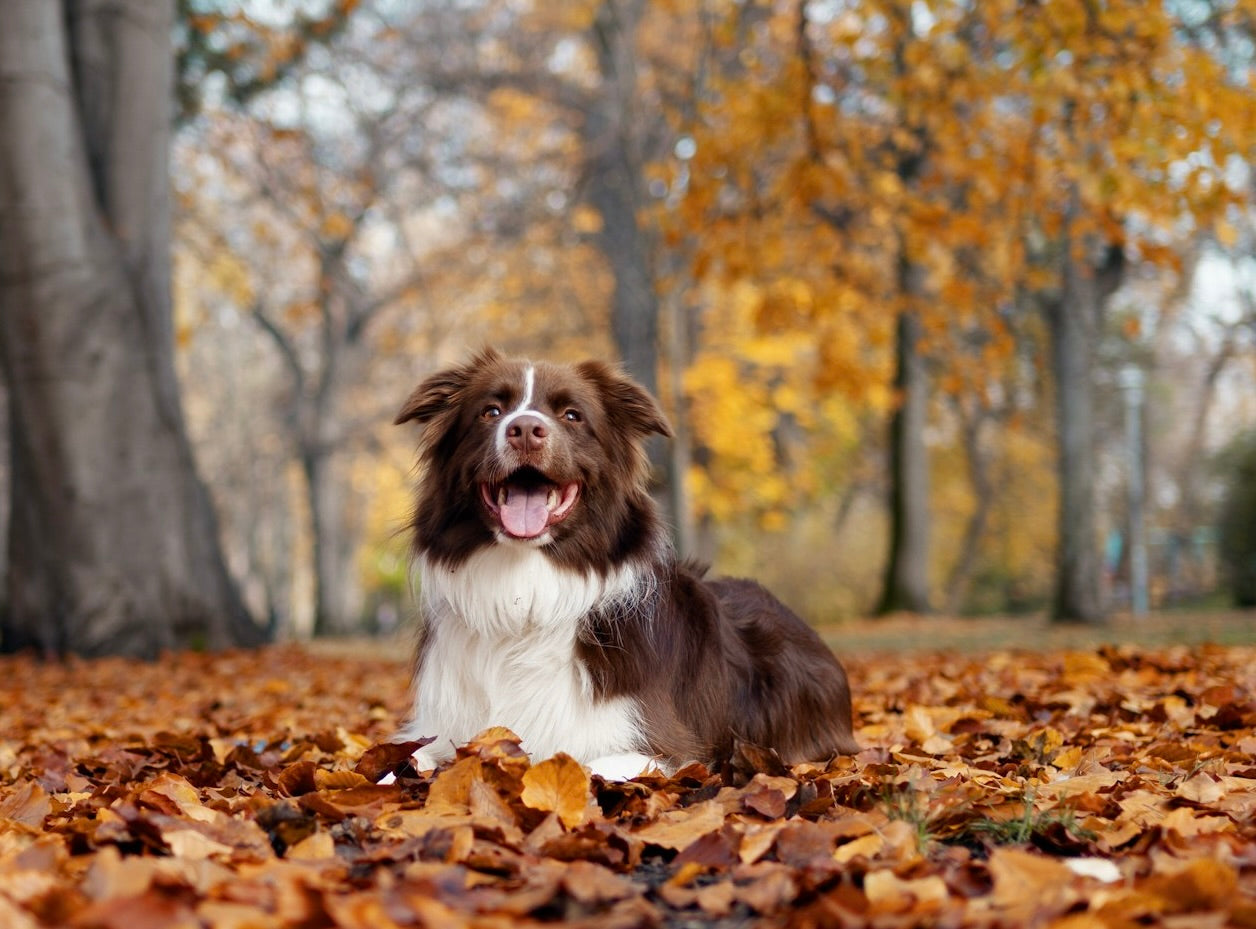 Eco Dog Wholesale