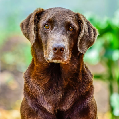Tea Tree Sham-Pooch
