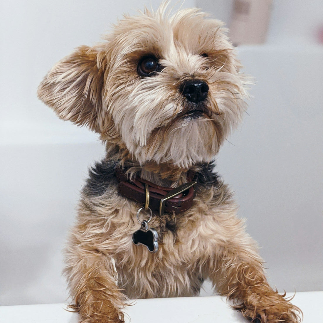 Refill Woof Wash Liquid Soap