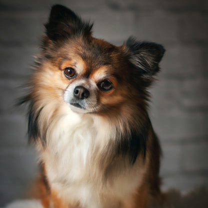 Whiff Away Dog Spray