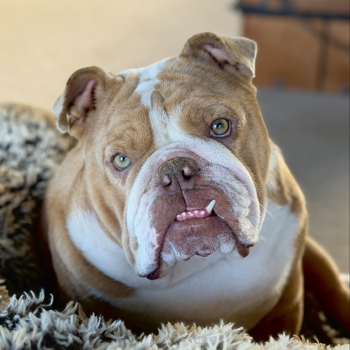 Charcoal Sham-Pooch