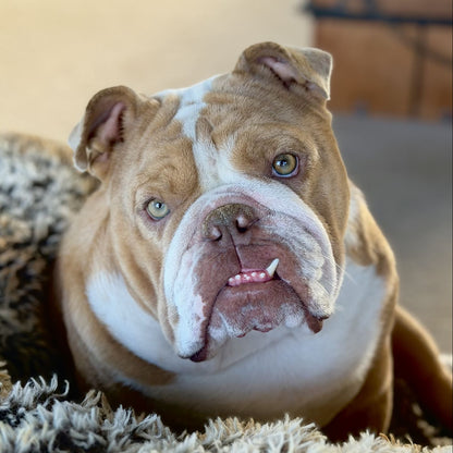Charcoal Sham-Pooch