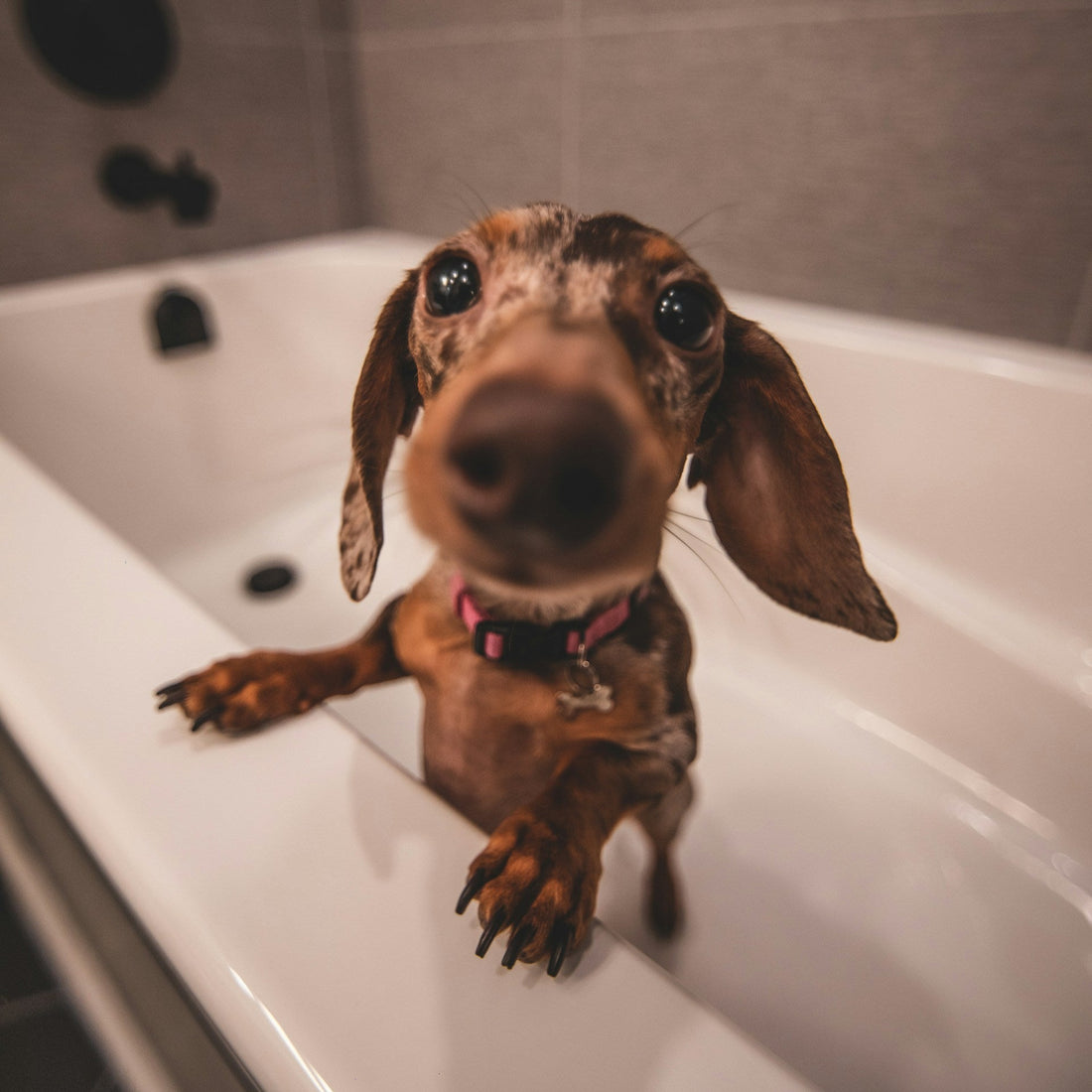 Tea Tree Oil Sham-Pooch