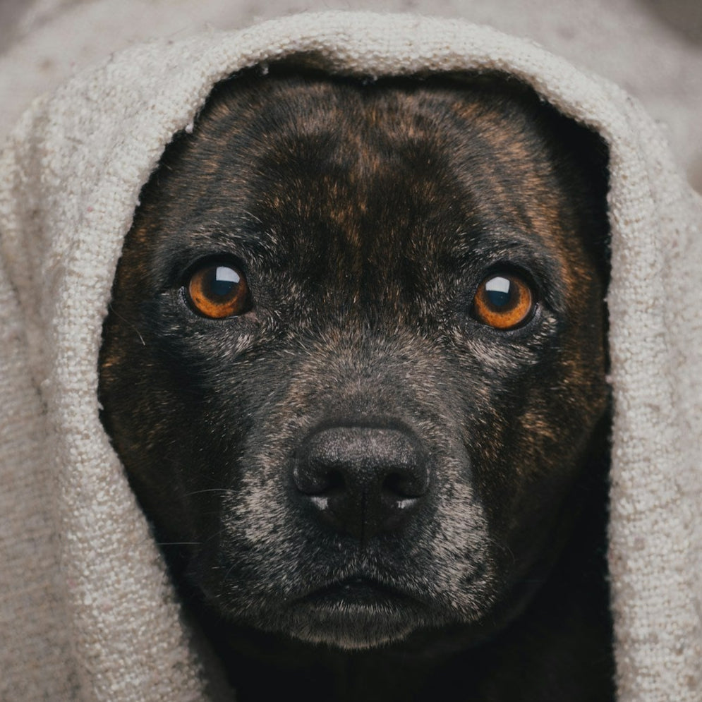 Waterless Sham-Pooch