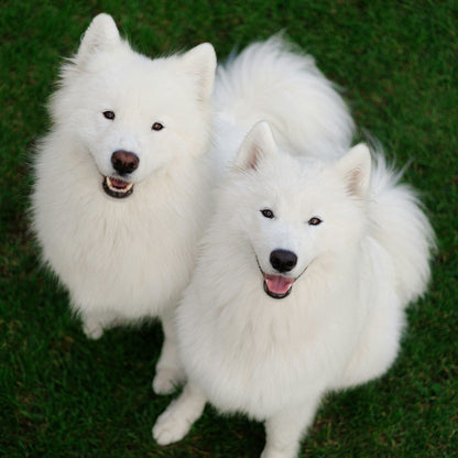 Bright White Sham-Pooch