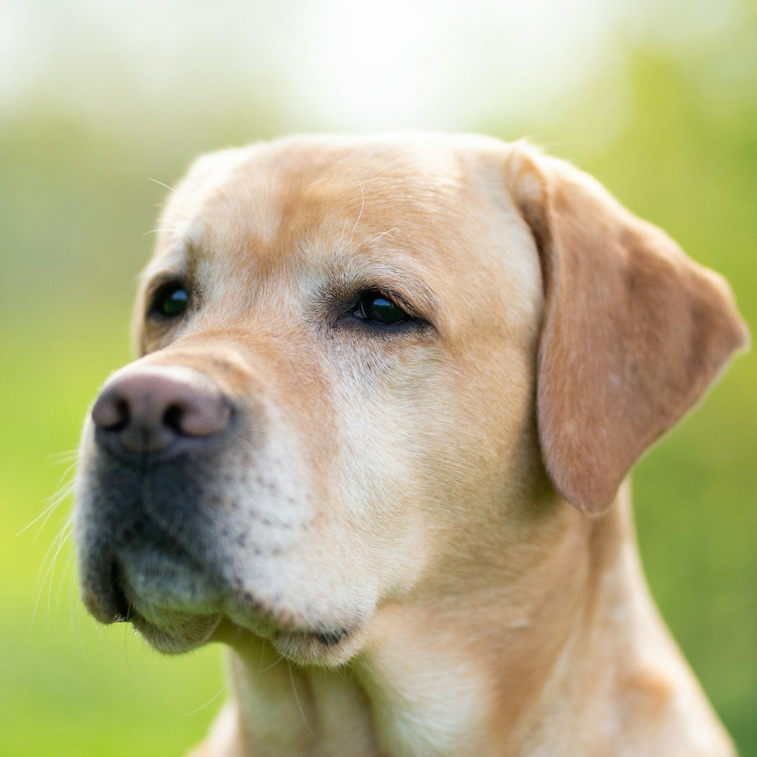 Oatmeal Coconut Sham-Pooch
